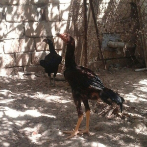 temiz heyratl xoruzlar.fereler beceler