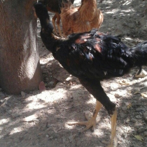 Temiz heyratl xoruzu. fereler.3. 4 ayllq bece ve fereler her qiymete