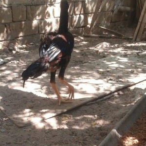 Temiz heyratl xoruzu. fereler.3. 4 ayllq bece ve fereler her qiymete