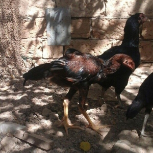 Temiz heyratl xoruzu. fereler.3. 4 ayllq bece ve fereler her qiymete