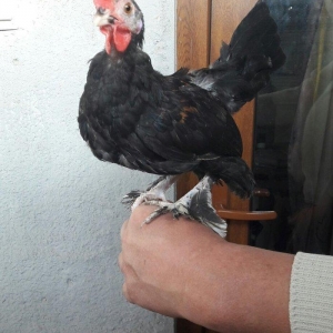 Təmiz yaponka xoruzlar  satılır 5 aylıq və 3 aylıq