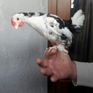 Təmiz yaponka xoruzlar  satılır 5 aylıq və 3 aylıq