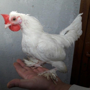 Təmiz yaponka xoruzlar  satılır 5 aylıq və 3 aylıq