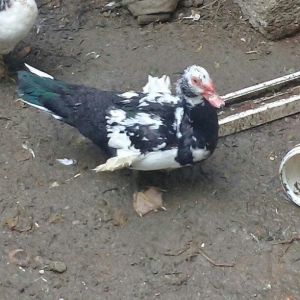 lal ördək erkəkdir bakıdadır.qiyməti 20 azn