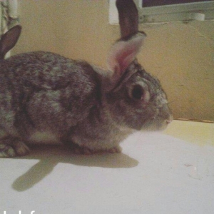 Hazir qizgin erkey dovwan satilir qiymeti 13 azn iri dovwanlardi reng