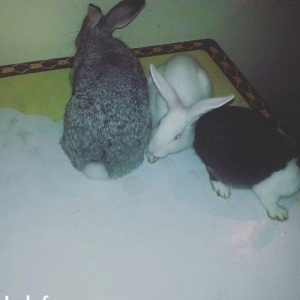 Hazir qizgin erkey dovwan satilir qiymeti 13 azn iri dovwanlardi reng