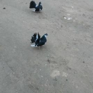 yuva qarışıq satılır hamısı cütdü