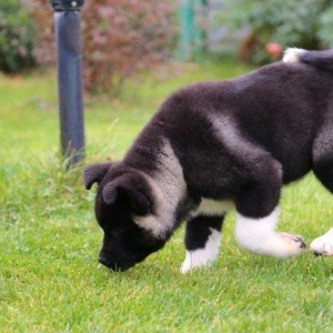 продаются щенки американской акиты! Д.Р. 16.08.2017 г., мальчики и