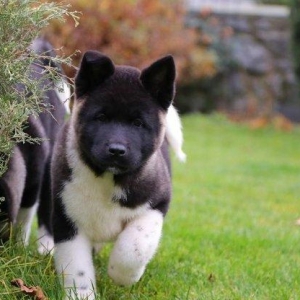 продаются щенки американской акиты! Д.Р. 16.08.2017 г., мальчики и