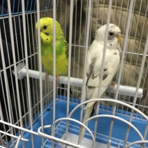 Продаётся! купили недавно ,из за того что дома маленький ребёнок не