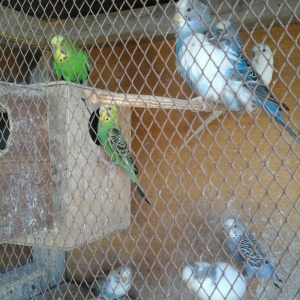 kut satram     Tergidirem 25 dene olar belkede coxdu saymamisam 1-ri