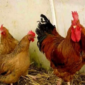 Serbirst ve kulcinka xoruzlari satilir. qiymetderi boyularina ve yawla