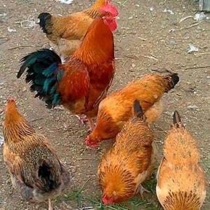 Tam mayali serbirst ve kulcinka kend toyuqlarinin yumurtasi. Qiymeti 3