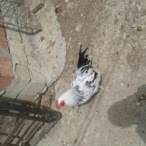 Tam mayali serbirst ve kulcinka kend toyuqlarinin yumurtasi. Qiymeti 3