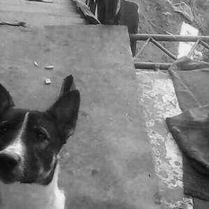 Satilir ucdene itdi itin biri 50 azndi etrafli melumat ucun nomreyle e