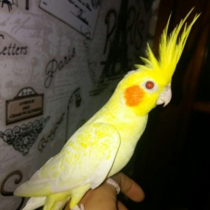 bir cut karella satiram biri erkek obri disidir .erkek ele oyrenib .ci