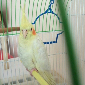 bir cut karella satiram biri erkek obri disidir .erkek ele oyrenib .ci