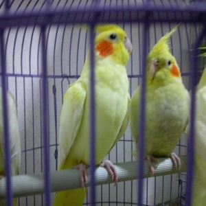 bir cut karella satiram biri erkek obri disidir .erkek ele oyrenib .ci