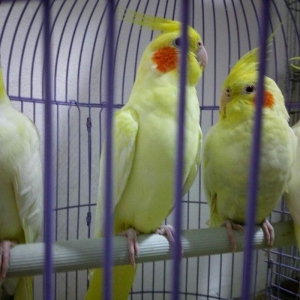 bir cut karella satiram biri erkek obri disidir .erkek ele oyrenib .ci