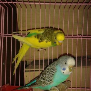 Hazir bala veren cutler