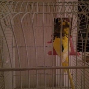 Papuqay  satilir. Erkek. Cox saglam qusdur. Qəfəs, yuvasi, yemi, duzu,