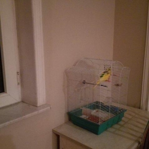 Papuqay  satilir. Erkek. Cox saglam qusdur. Qəfəs, yuvasi, yemi, duzu,