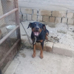 Erkey doberman. 2 yawi var. Tecili pul lazim oldugu ucun satilir.