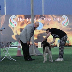 Salam xaski balaları satlır erkek dişi var 1 ay 11 günlük balalardır ş