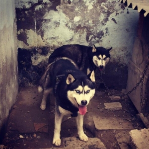 Salam xaski balaları satlır erkek dişi var 1 ay 11 günlük balalardır ş