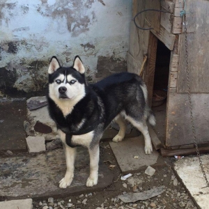 Salam xaski balaları satlır erkek dişi var 1 ay 11 günlük balalardır ş