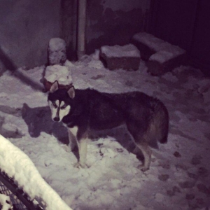 Salam xaski balaları satlır erkek dişi var 1 ay 11 günlük balalardır ş