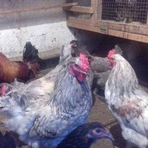 Brama xoruzu 50 azn ve feresi 40 azn  cemisi 10 ededdir. Hamisin gotur