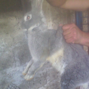 Fevralin balasidi 2 dene erkey  rizen. Cekisi 7 kilodan yuxaridi. Sati