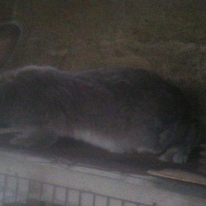 Fevralin balasidi 2 dene erkey  rizen. Cekisi 7 kilodan yuxaridi. Sati