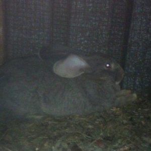 Fevralin balasidi 2 dene erkey  rizen. Cekisi 7 kilodan yuxaridi. Sati