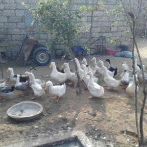 Kuban ördeyleri. Zirededi. Tam saglamdir. Adim pervizdi. Cekileri 4  k