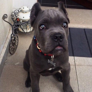 Salam saxlayanda ureyinizce olan cins saxlayin qatisiq xeste itleri go