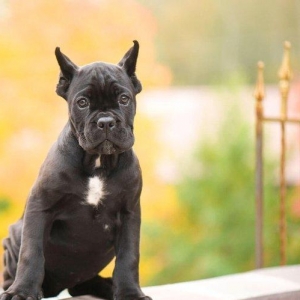 Salam saxlayanda ureyinizce olan cins saxlayin qatisiq xeste itleri go