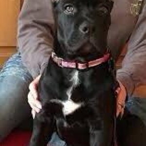 Salam saxlayanda ureyinizce olan cins saxlayin qatisiq xeste itleri go