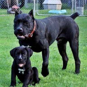 Salam saxlayanda ureyinizce olan cins saxlayin qatisiq xeste itleri go