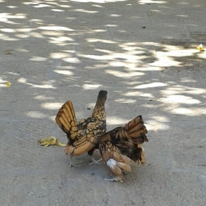 4 ay yarimliq bir cut qizili sbraytlar butun baksinleri olunub qurd de