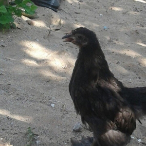 brama black feresi 3 ayliqdi temiz cinsdi.ayaqlarinin tukleri hedden a