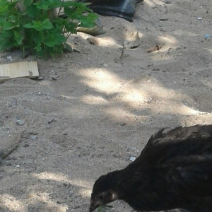 brama black feresi 3 ayliqdi temiz cinsdi.ayaqlarinin tukleri hedden a