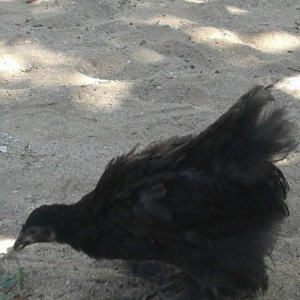 brama black feresi 3 ayliqdi temiz cinsdi.ayaqlarinin tukleri hedden a