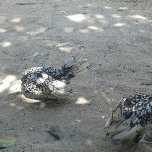 iki eded dordayyarimliq gumusu sbrayt fereleri butun baksinleri olunub