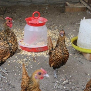 Damazliqlar satilir 3 fere 1 xoruz 250 azn
Yumurtasi 3 azn