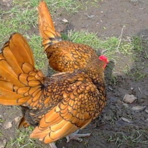 Damazliqlar satilir 3 fere 1 xoruz 250 azn
Yumurtasi 3 azn