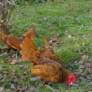 Damazliqlar satilir 3 fere 1 xoruz 250 azn
Yumurtasi 3 azn