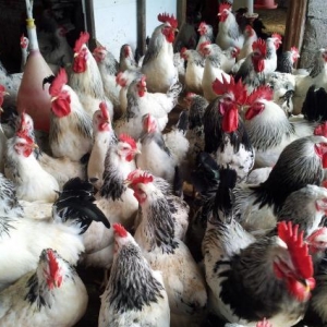 Mayalı yumurta satıram. Toyuq və xoruzların hamısı serebrist növüdür.