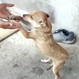 disi zvanok 1 yas 7 ayliqdi 2 defe bala verib.40 azn qiymet sondu